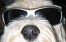 face of pale spoodle dog wearing dark glasses.