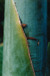 Date palm trunk: close-up of trunk of date palm showing texture, blue and green colour variations, with a diagonal split from top left to bottom right.