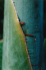 Date palm trunk: close-up of trunk of date palm showing texture, blue and green colour variations, with a diagonal split from top left to bottom right.