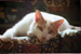 A white cat with fawn markings resting on the back of a chair and contemplating the camera.