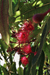 Gumtree Flowers at Inverloch #1: large red flowers surrounded by gum leaves with dappled sunlight playing on the flowers and leaves.