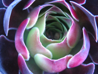 Close-up of flower with thick pink-tinged petals arranged vertically, forming a spiral arrangement.