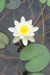 Waterlilly in Pond: close-up of white waterlily with yellow centre with one complete pale green leaf below and parts of other leaves to left and top, as well as stems visible through the water.